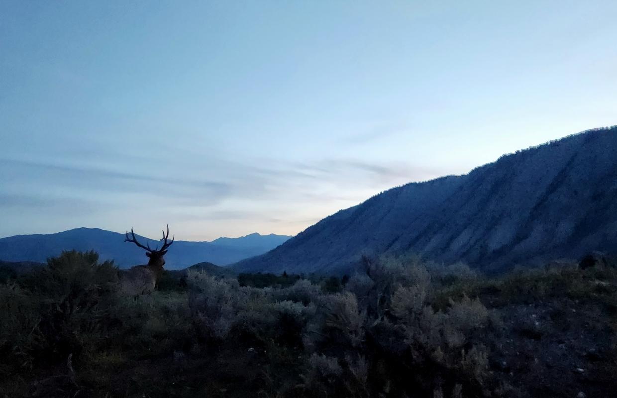 Tour in the Greater Yellowstone Ecosystem